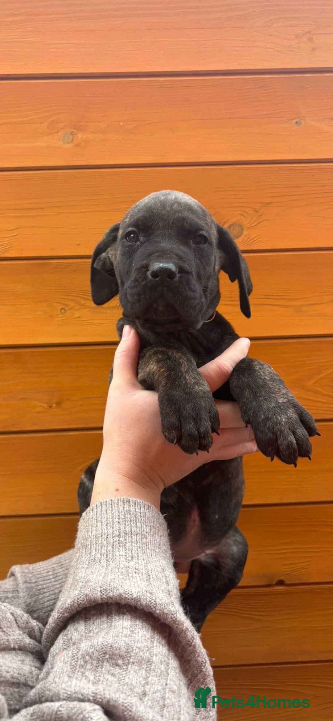 Presa Canario dogs for sale: Presa Canario puppies REDUCED  - Advert 36