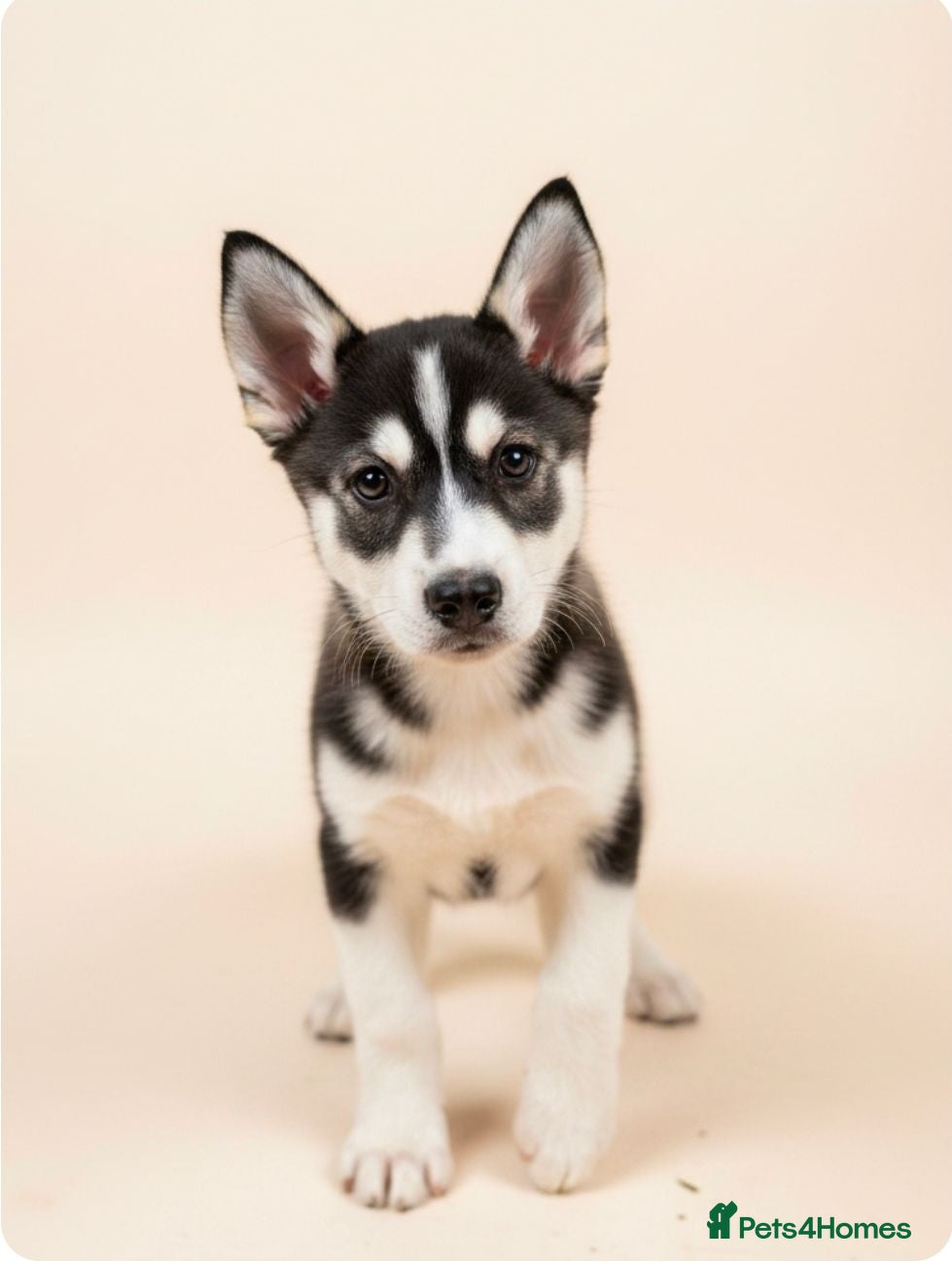 Siberian Husky dogs BEAUTIFUL SIBEARIAN HUSKY PUPPIES  - Advert 2