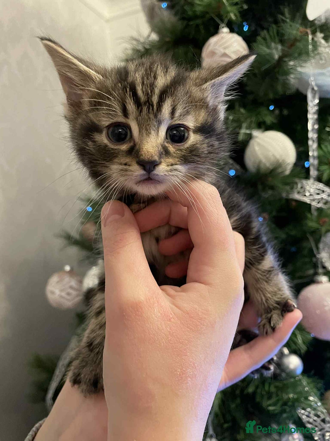 Mixed Breed cats for sale: Beautiful kittens  - Advert 5