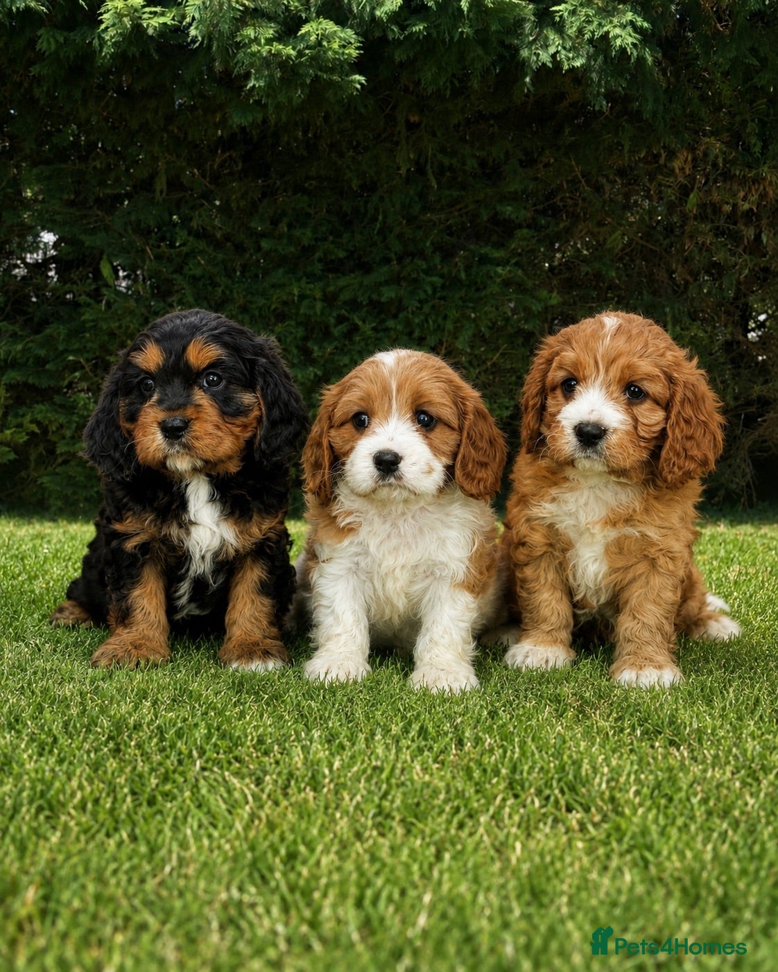 Cavapoochon dogs Beautiful Cavapoochon Puppies  - Advert 7