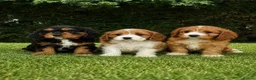 Cavapoochon dogs for sale: Beautiful Cavapoochon Puppies  - Advert 1