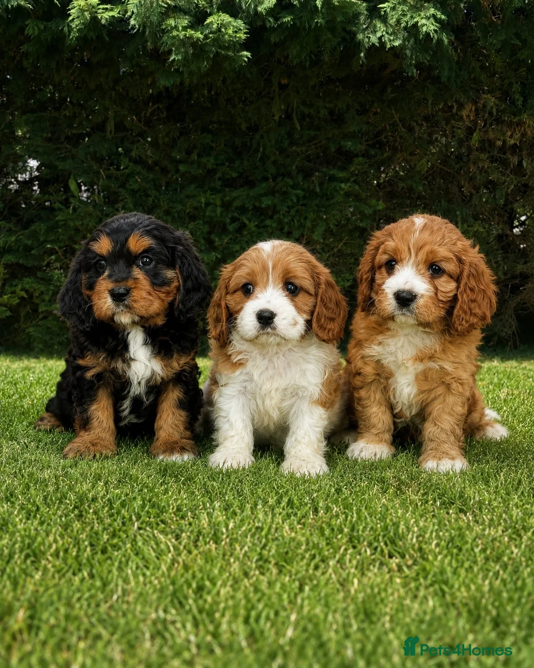 Cavapoochon dogs for sale: Beautiful Cavapoochon Puppies  - Advert 1