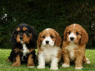 Cavapoochon dogs Beautiful Cavapoochon Puppies - Advert 2