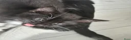 Turkish Angora cats for sale: Beautiful babies looking for their forever homes - Advert 9