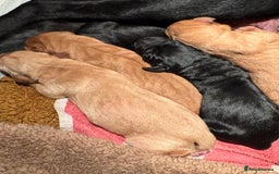 Labrador Retriever dogs for sale: Beautiful Mixed Colour Litter  - Image 3