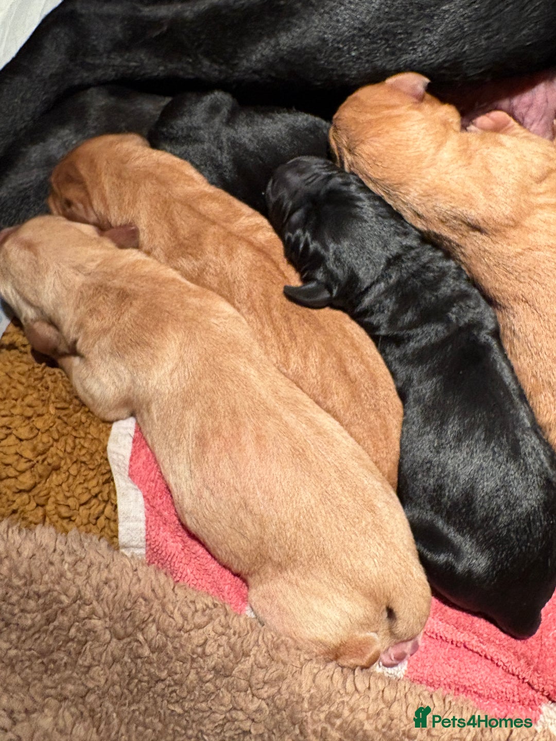 Labrador Retriever dogs for sale: Beautiful Mixed Colour Litter  - Image 3