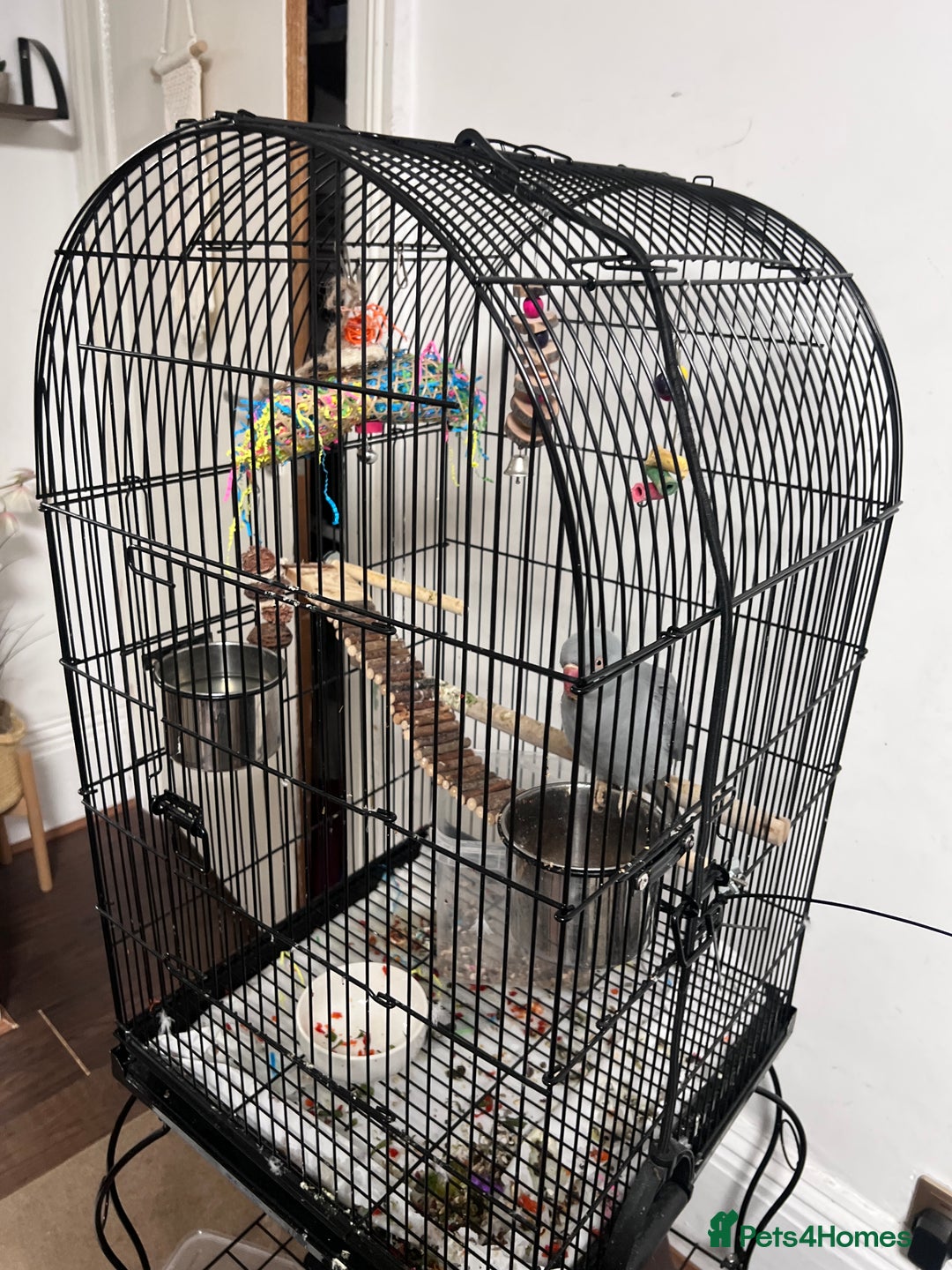 Ringnecks birds for sale: Beautiful grey ringneck - Advert 1