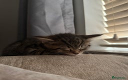 Domestic Shorthair cats for sale: 3 females - Image 7