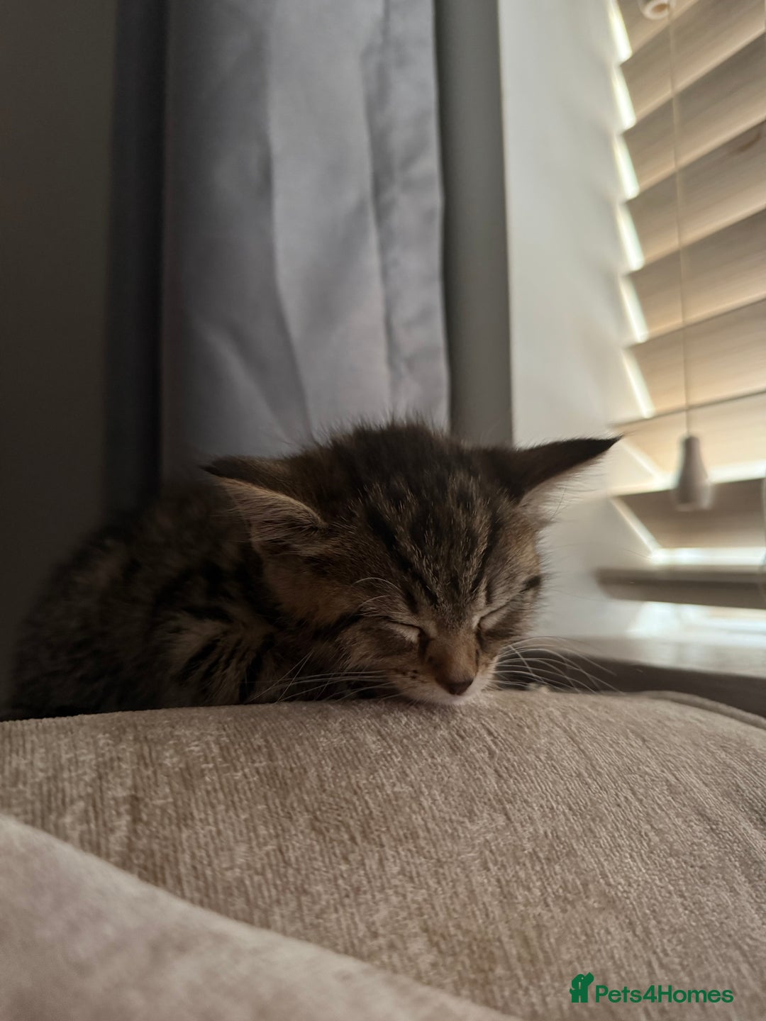 Domestic Shorthair cats for sale: 3 females - Image 7