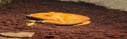 Frog reptiles for sale: Albino horned frog  in Wolverhampton - Advert 8