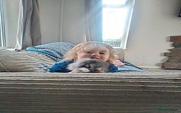 Lionhead rabbits for sale: Teddy lionheads  - Advert 1