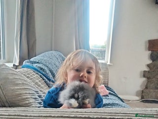 Lionhead rabbits - Advert 14