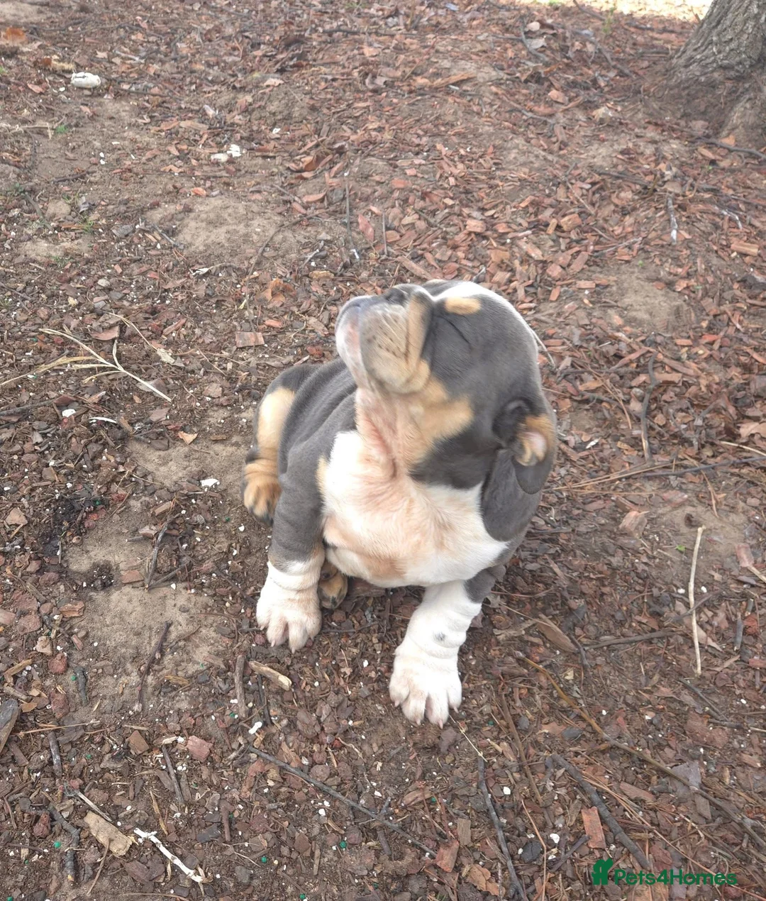 English Bulldog dogs for sale: English French Bulldog  - Advert 2