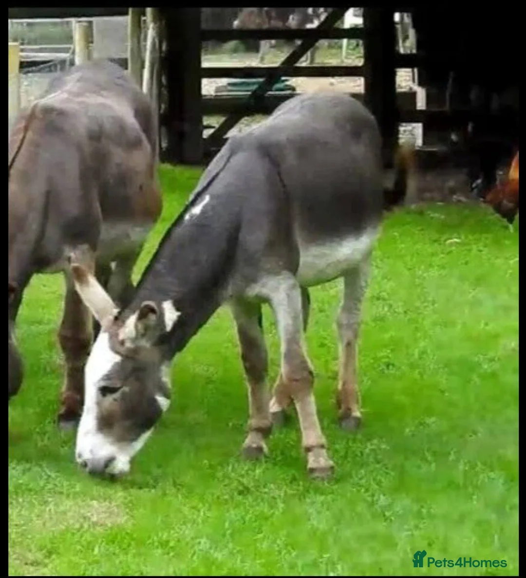 Donkey livestock for sale: Donkey Gelding in Wisbech in Leicester - Advert 3