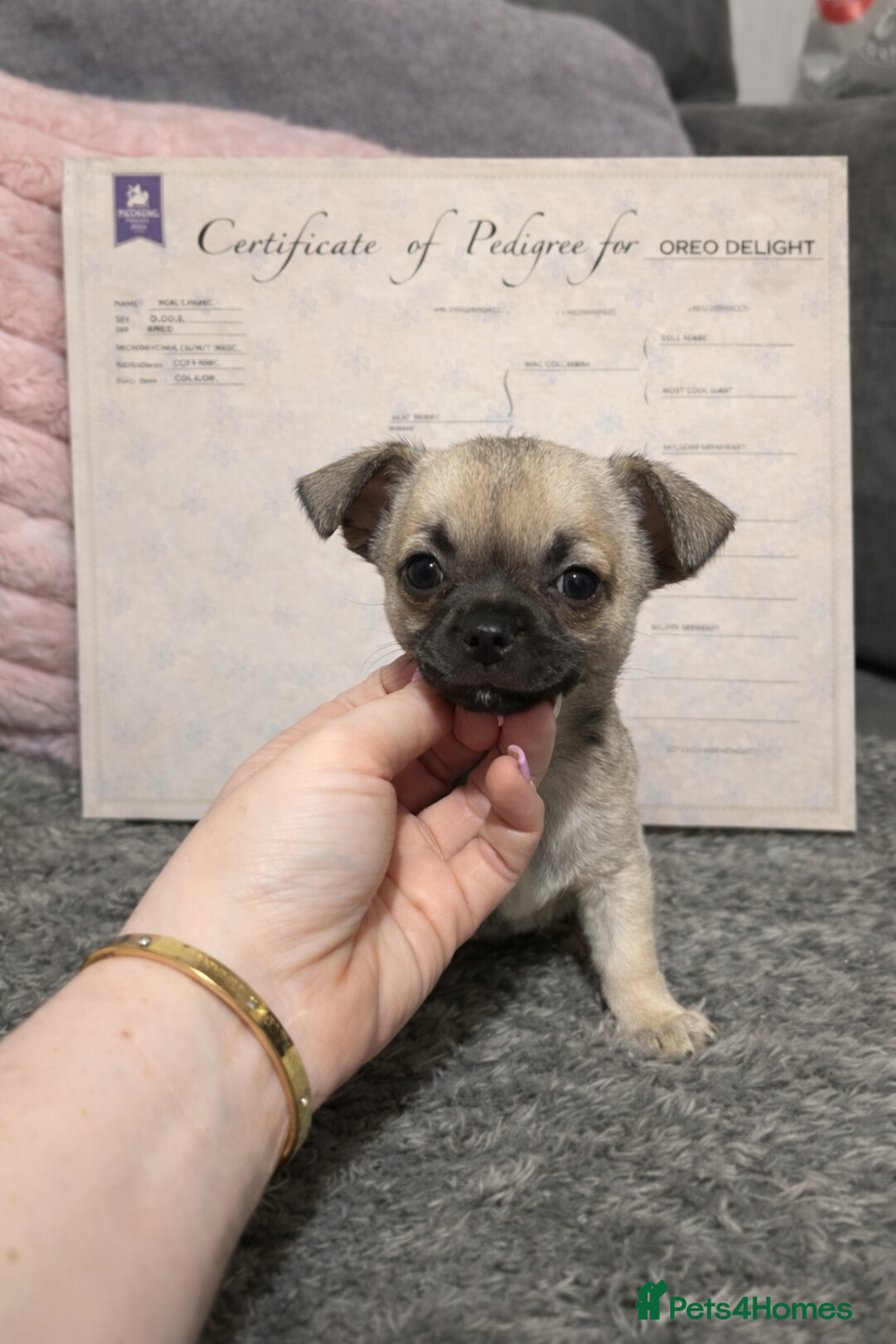 Chihuahua dogs Full pedigree Chihuahua puppies READY NOW  - Advert 16