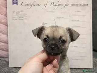 Chihuahua dogs Full pedigree Chihuahua puppies READY NOW - Advert 16