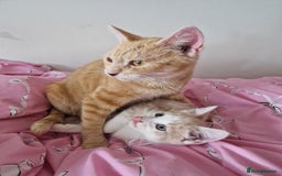 Domestic Shorthair cats for sale: Cream domestic shorthair kitten - Image 5
