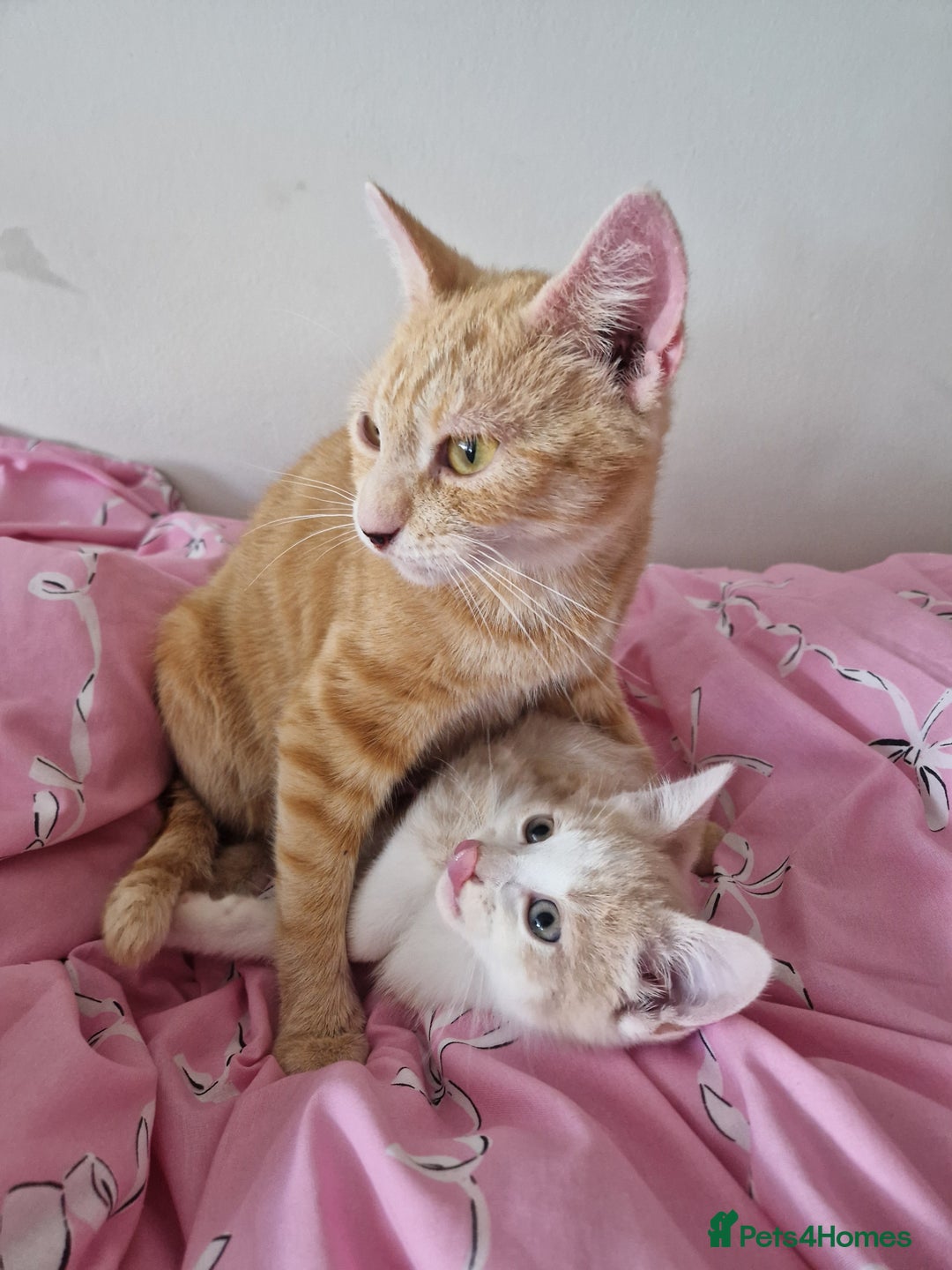 Domestic Shorthair cats for sale: Cream domestic shorthair kitten - Image 5