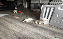 Bichon Frise dogs for sale: Bichon Frise Puppies - Image 14