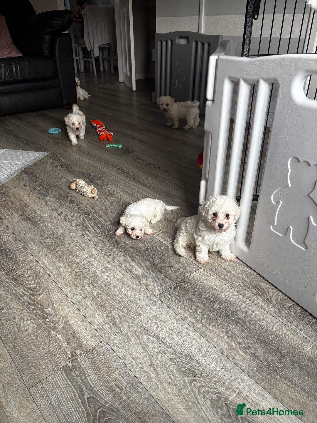 Bichon Frise dogs for sale: Bichon Frise Puppies - Image 14
