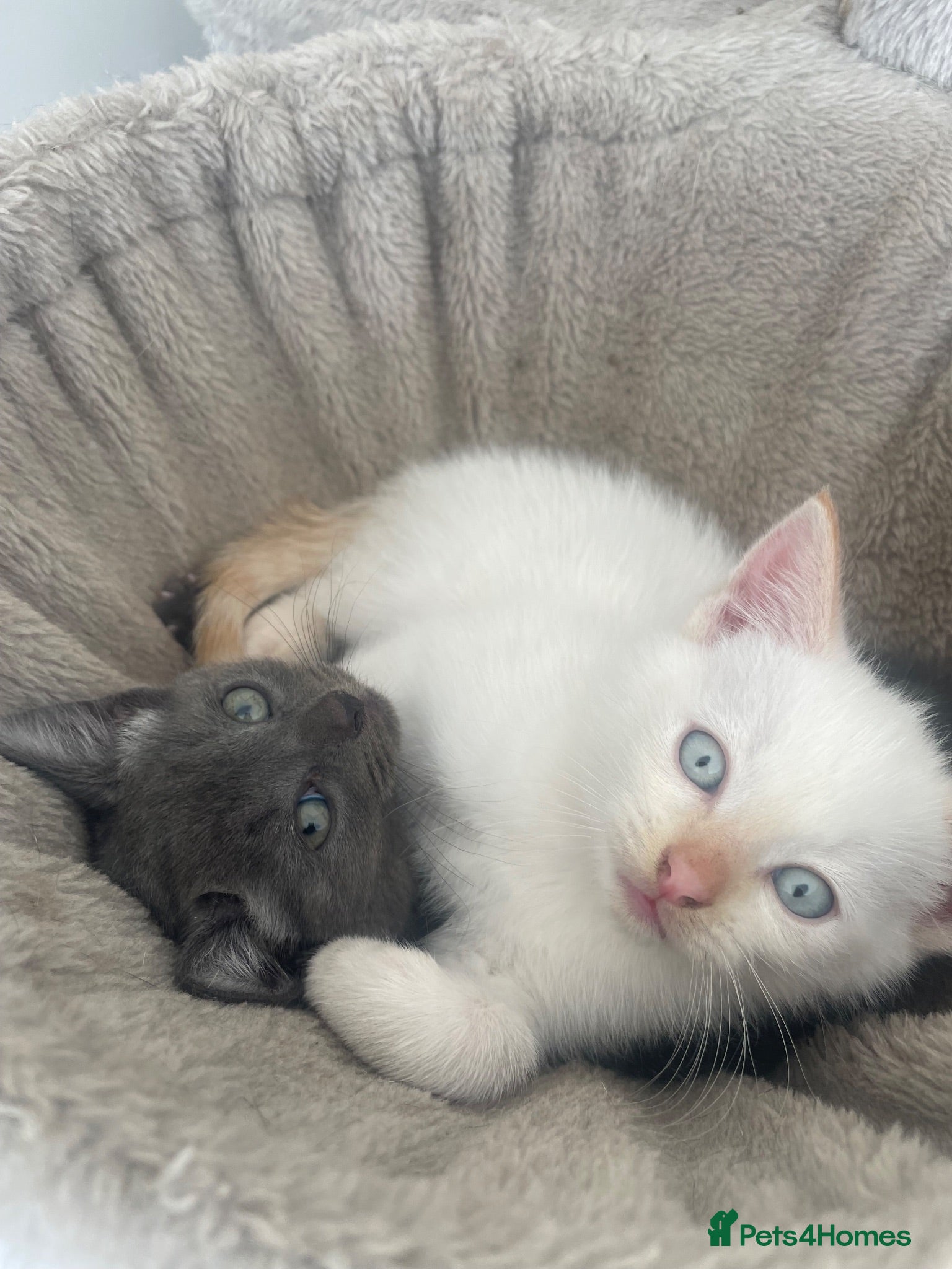 Domestic Shorthair cats Albus & Willow - Advert 1