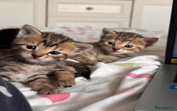 British Shorthair cats for sale: 3 Beautiful kittens looking for a new home  - Image 1