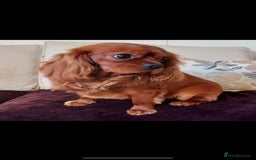 Cavalier King Charles Spaniel dogs for stud: Stunnig Ruby Cavalier King Charles stud in Bury Saint Edmunds - Image 1