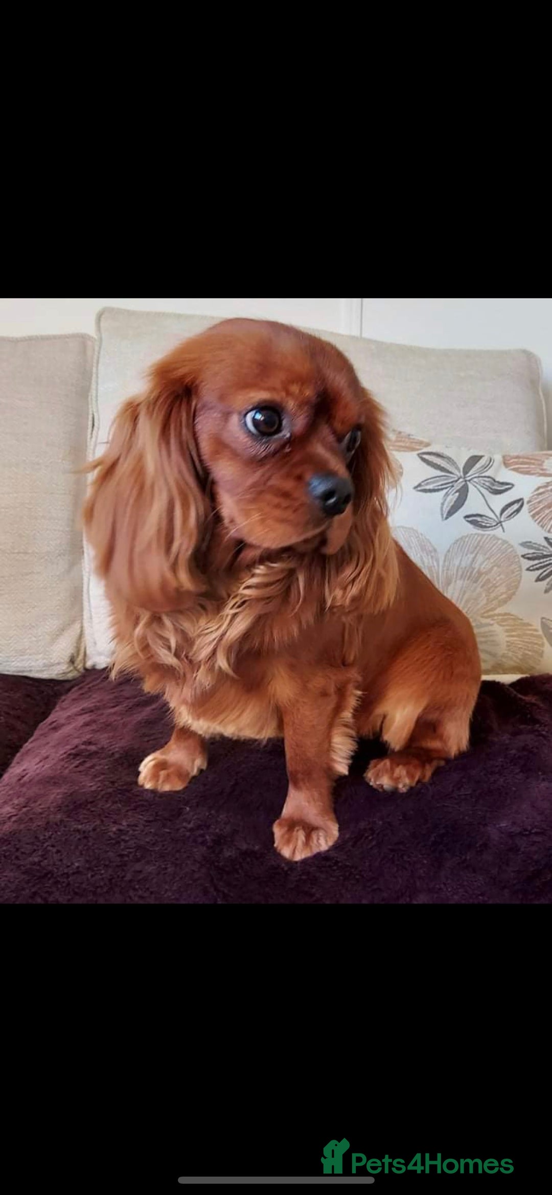 Cavalier King Charles Spaniel dogs for stud: Stunnig Ruby Cavalier King Charles stud in Bury Saint Edmunds - Image 1