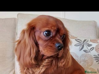 Cavalier King Charles Spaniel dogs in Bury Saint Edmunds - Advert 5