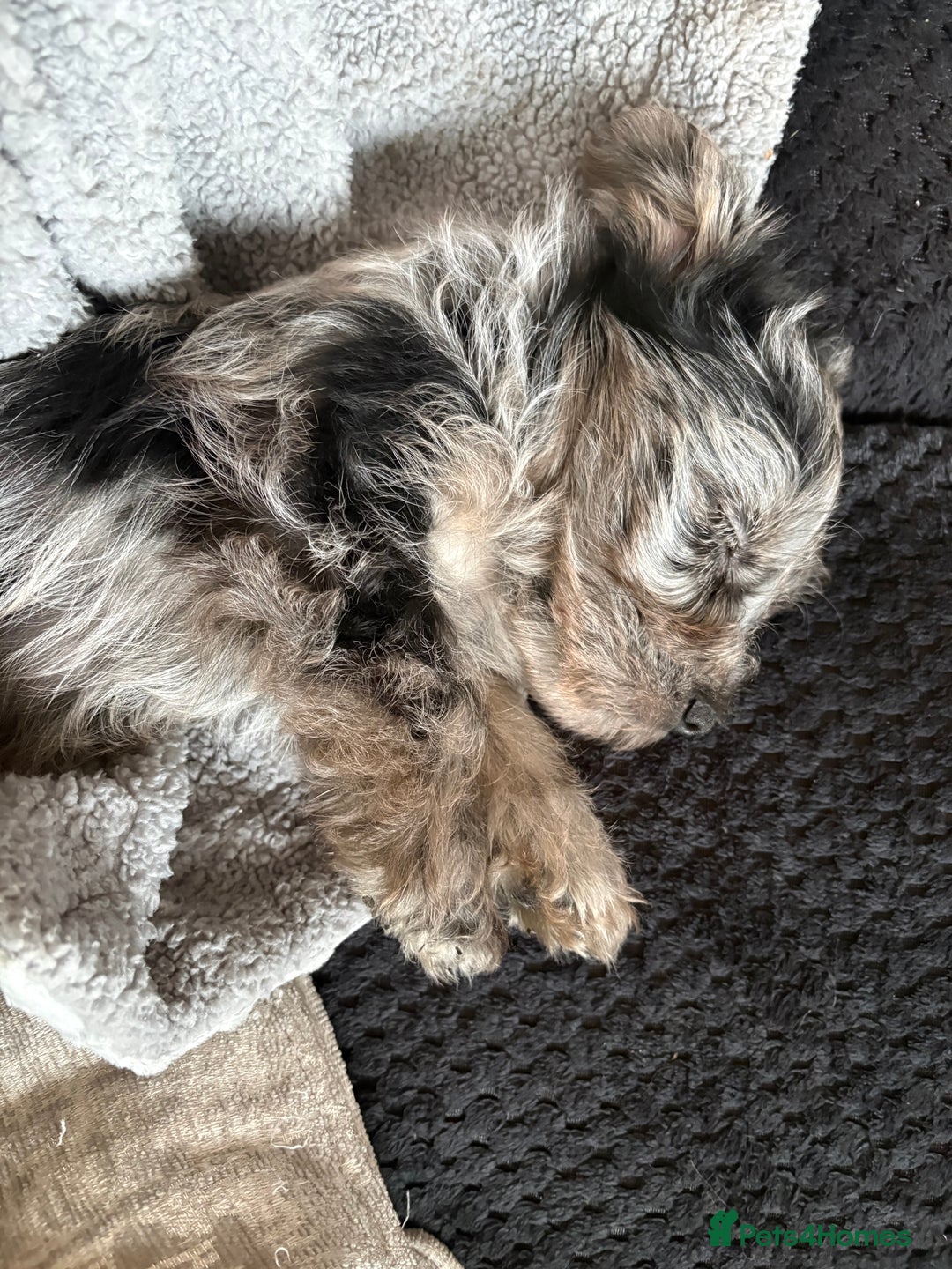 Yorkshire Terrier dogs for sale: Yorkshire terrier pup  - Advert 8