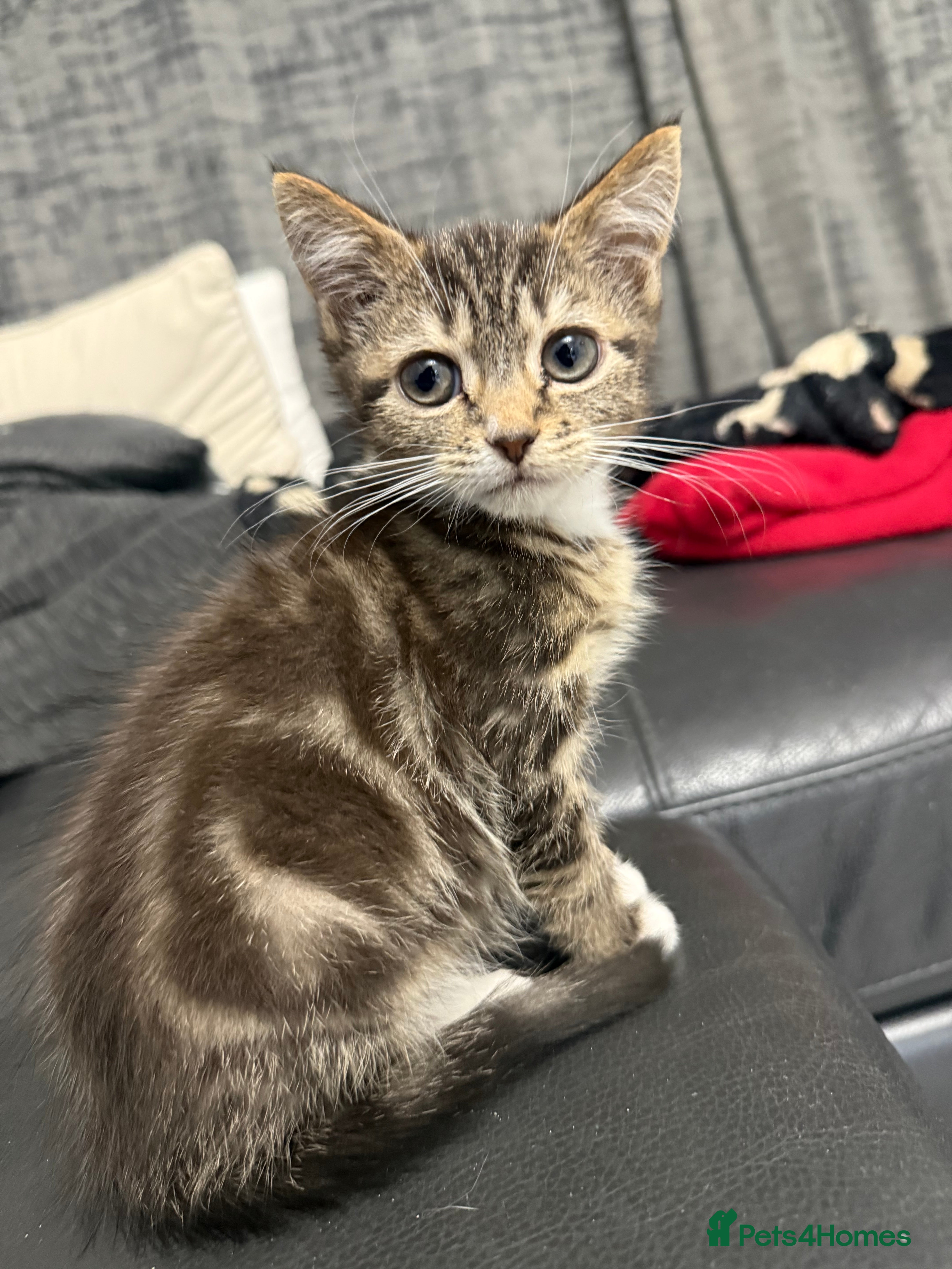 Mixed Breed cats Tabby Kitten Girl - Advert 1