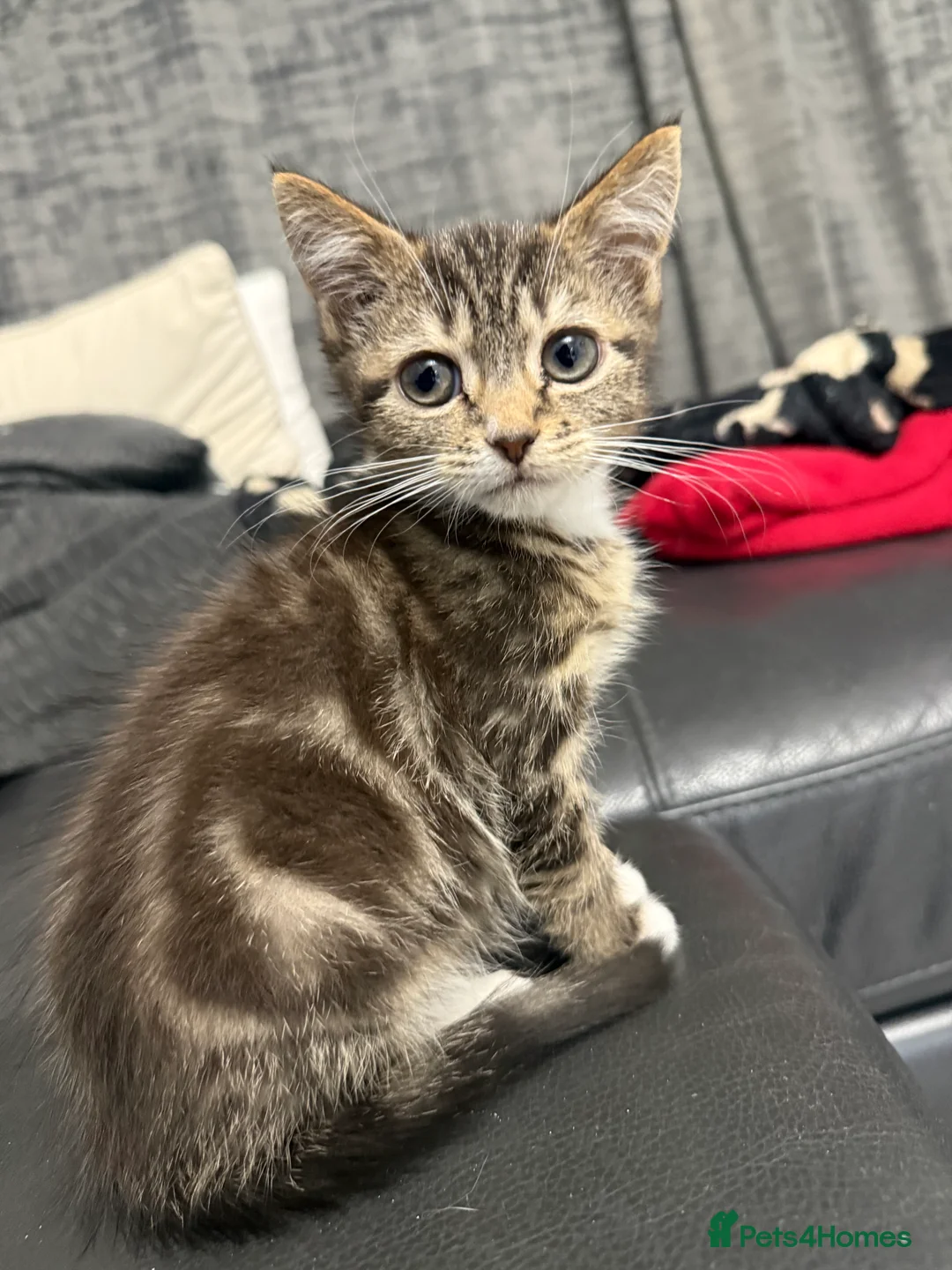 Mixed Breed cats for sale: Tabby Kitten Girl - Advert 1