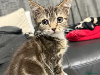 Mixed Breed cats Tabby Kitten Girl - Advert 1