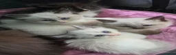 Siberian cats for sale: GORGEOUS REGISTERED SIBERIAN BOYS - Advert 7