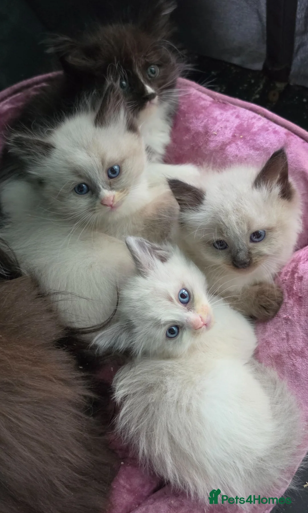 Siberian cats for sale: GORGEOUS REGISTERED SIBERIAN BOYS - Advert 13