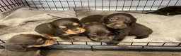 Cocker Spaniel dogs for sale: 7 Chocolate & Tan Cocker Spaniel Pups  - Advert 3