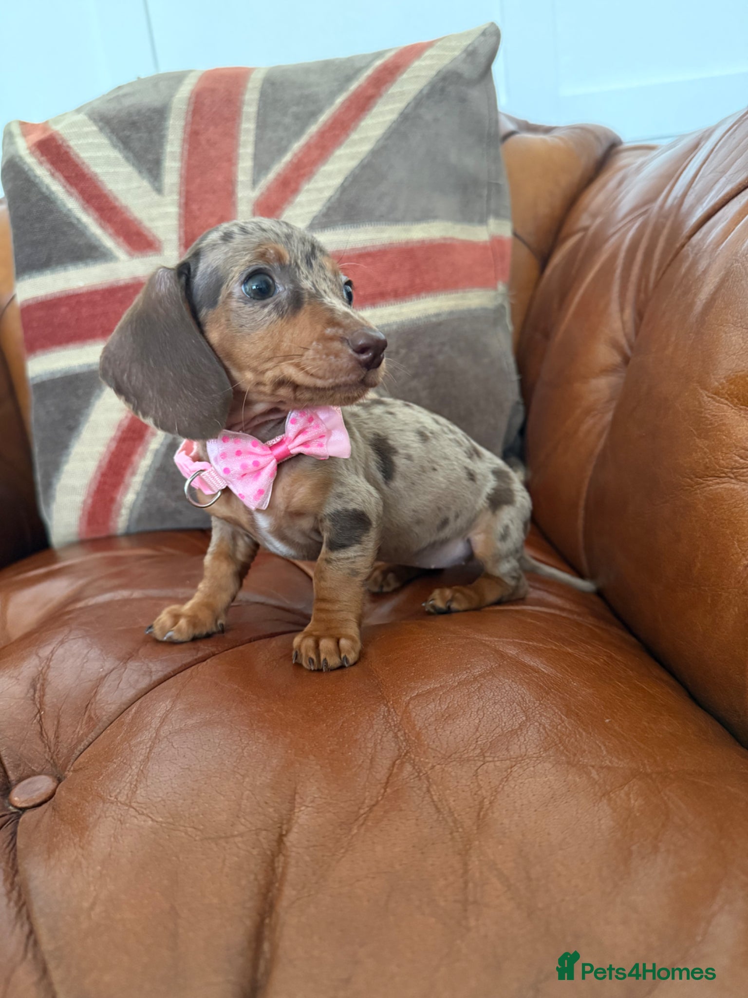 Miniature Dachshund dogs Beautiful Litter Of Miniature Dachshund Pups - Advert 1