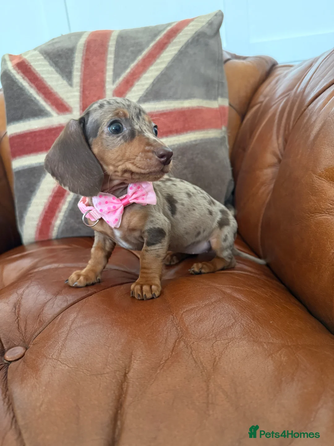 Miniature Dachshund dogs for sale: Beautiful Litter Of Miniature Dachshund Pups - Advert 2