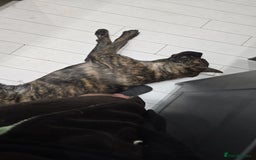 Mixed Breed dogs for sale: Looking for a new home for bear - Image 11