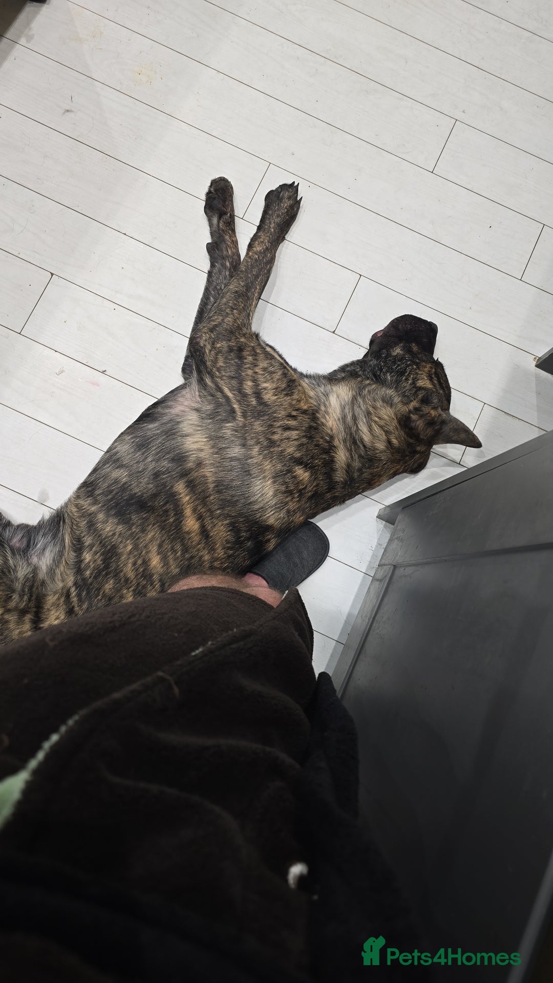 Mixed Breed dogs for sale: Looking for a new home for bear - Image 11