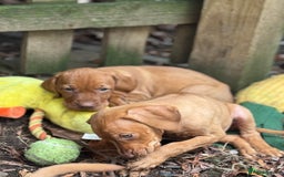 Hungarian Vizsla dogs for sale: PEDIGREE VIZSLA PUPS HIP & ELBOW TESTED PARENTS   - Image 26