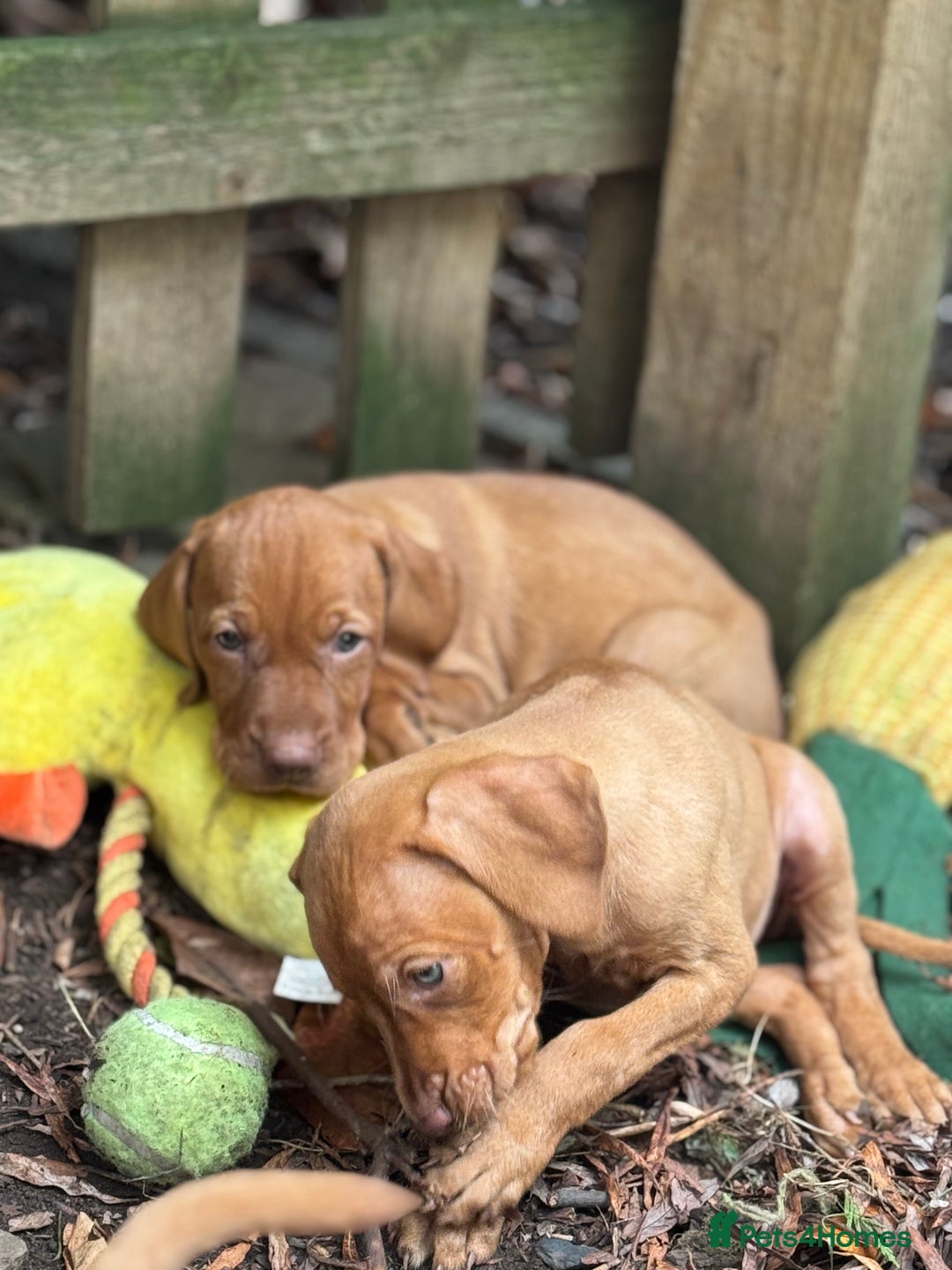 Hungarian Vizsla dogs for sale: PEDIGREE VIZSLA PUPS HIP & ELBOW TESTED PARENTS   - Image 26