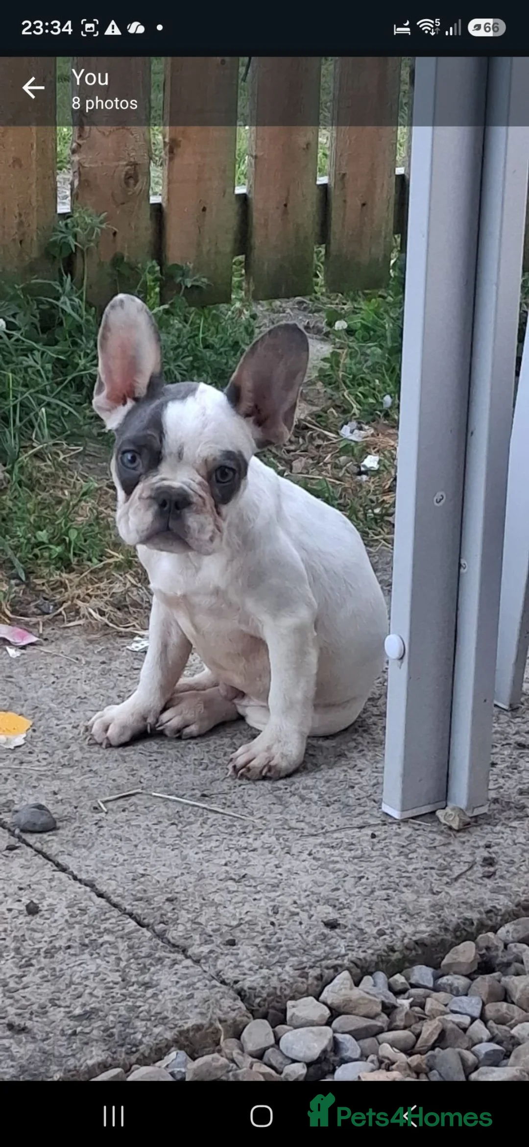 French Bulldog dogs for sale: French bulldogd  in Bradford - Advert 6