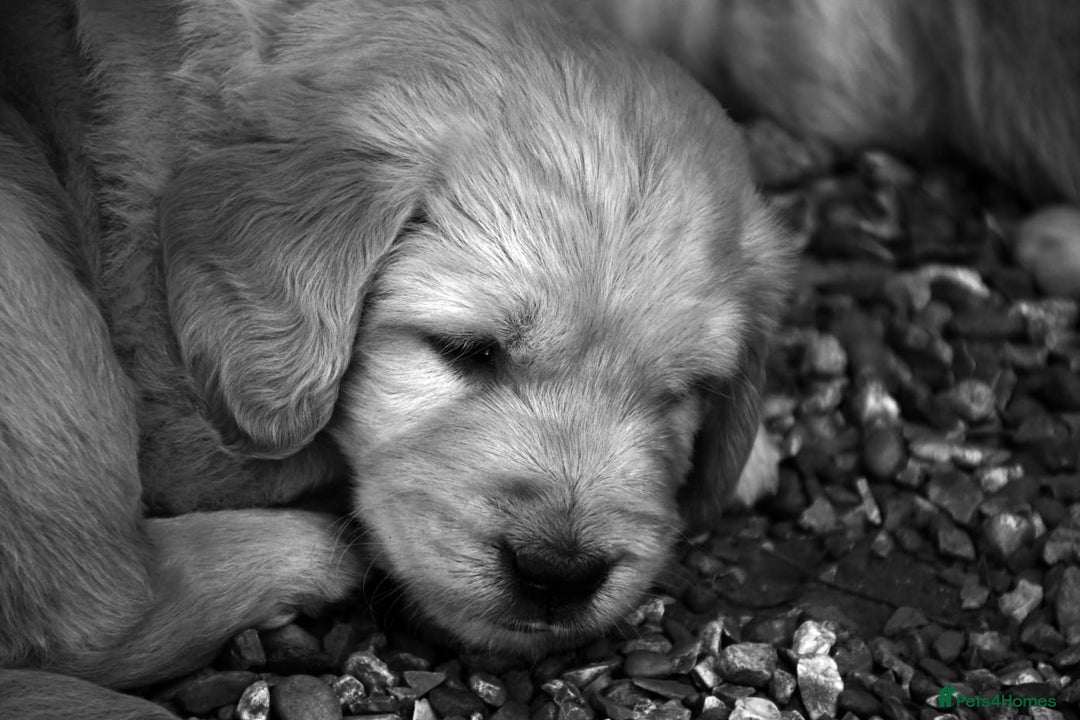 Golden Retriever dogs for stud: Very Experienced Golden retriever stud in Telford - Advert 12