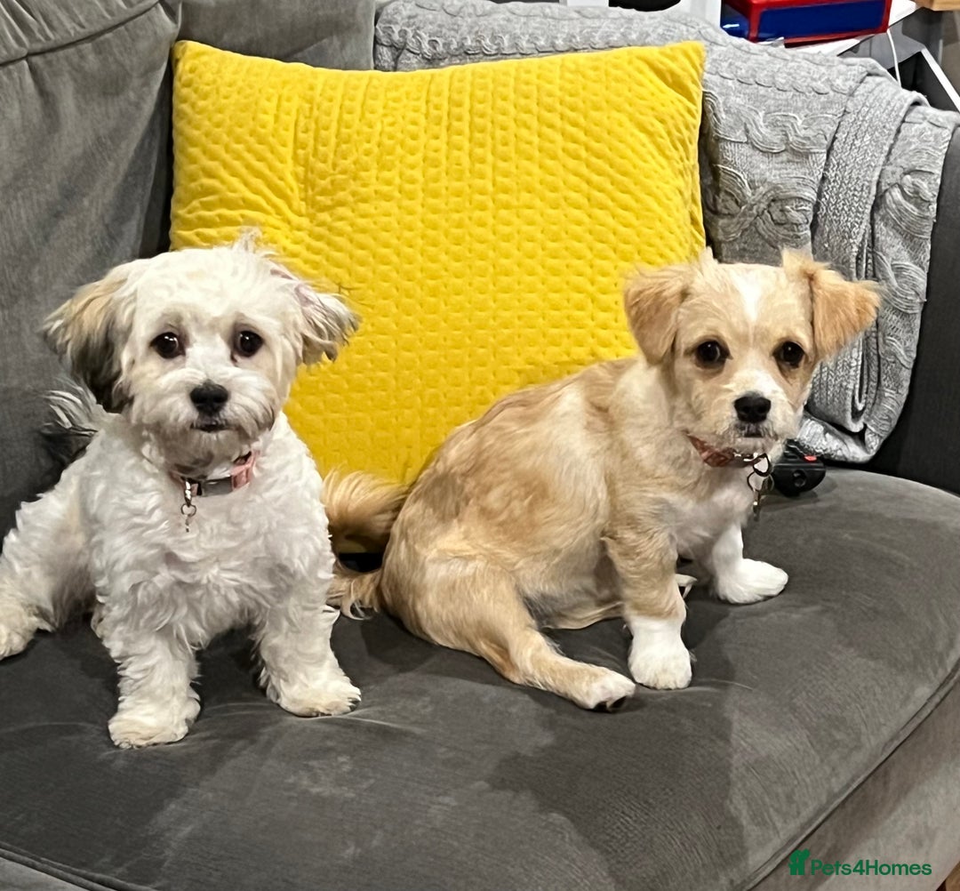 Mixed Breed dogs for sale: 2 year old Bichon Frise / Pomeranian sisters  - Image 1