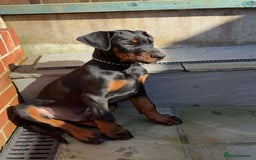 Dobermann dogs for sale: Stunning Male Dobermann 8 months old  - Image 7