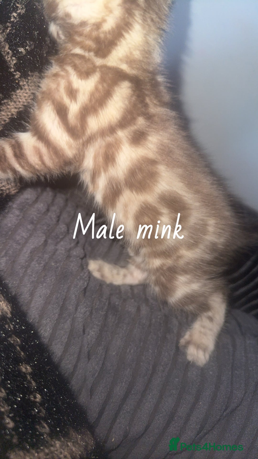 Bengal cats for sale: Bengal kittens  - Advert 9