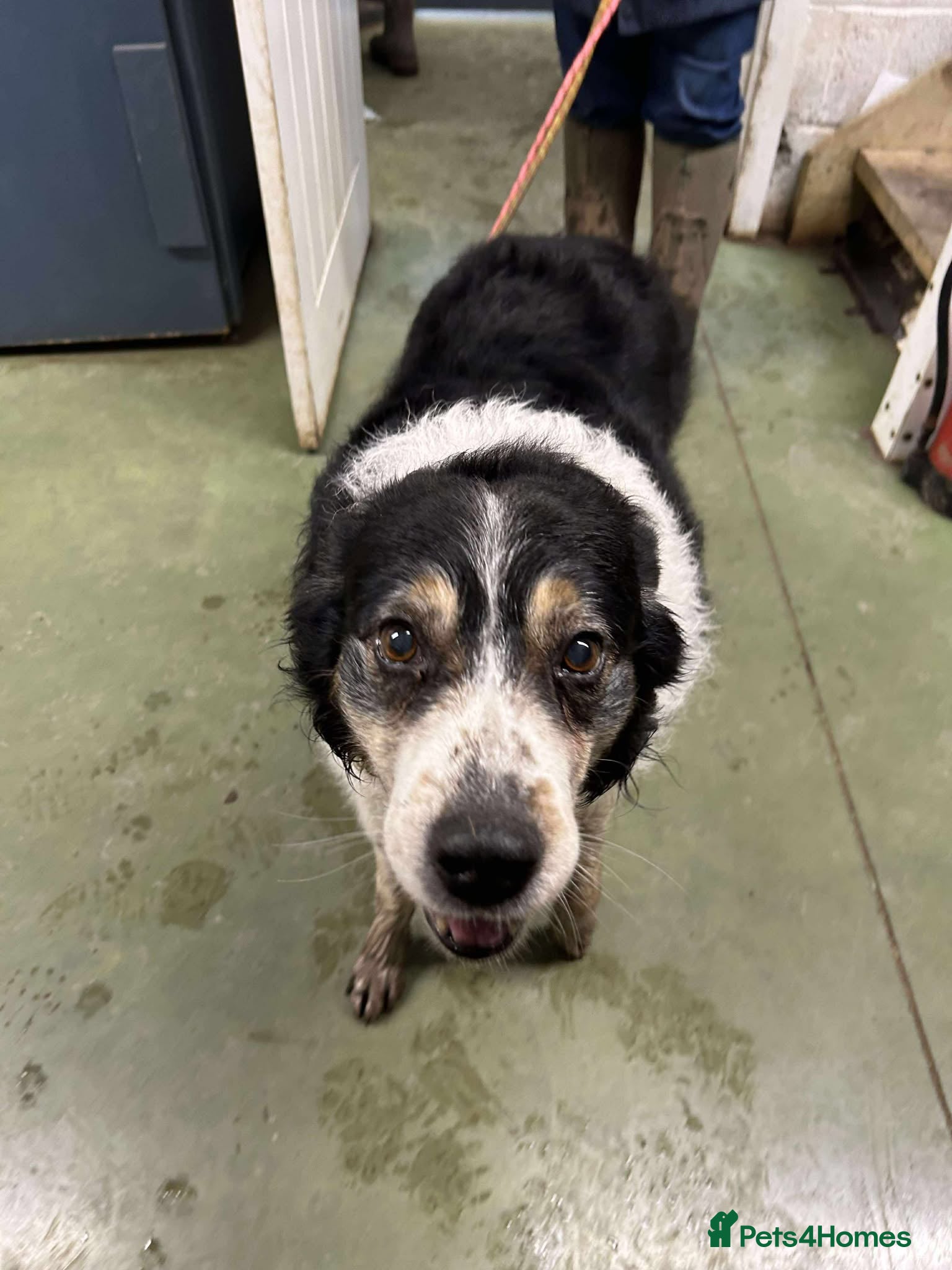 Mixed Breed dogs JAZZ - Forever Foster  - Advert 2