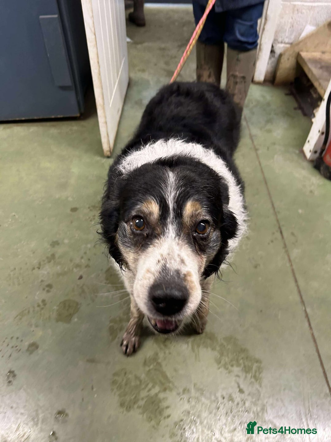 Mixed Breed dogs for adoption: JAZZ - Forever Foster  - Advert 1