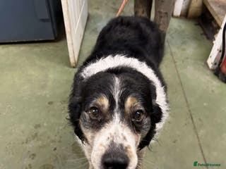 Mixed Breed dogs JAZZ - Forever Foster - Advert 2